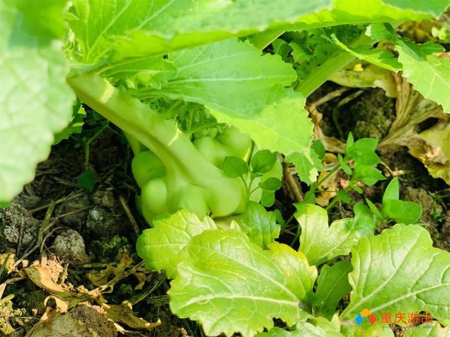 那个叫什么陵榨菜（闻名中国的涪陵榨菜）