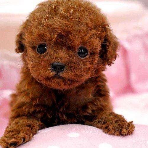 养泰迪的技巧，泰迪饲养的六个方面