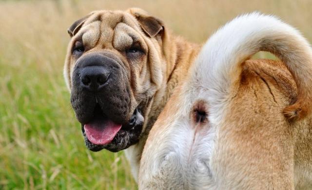 狗狗一直放屁是什么情况，隐藏的身体状况