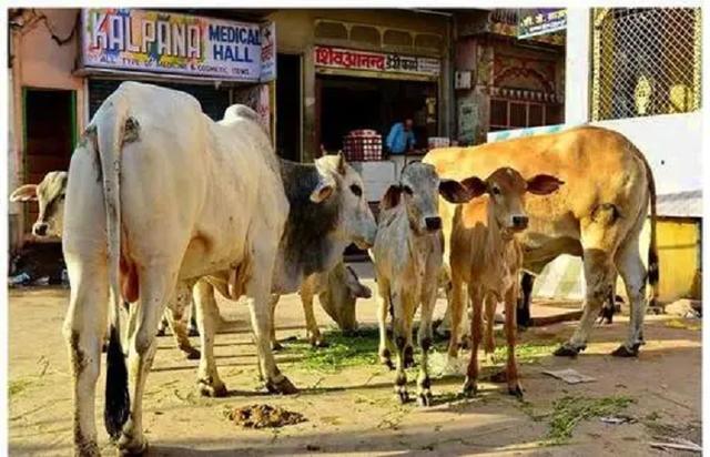 印度牛为啥不泛滥，印度5亿头牛泛滥成灾