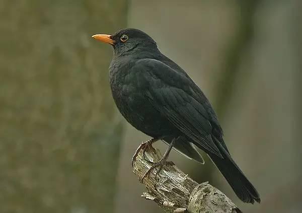 各国国鸟有哪些，世界各国国鸟大全