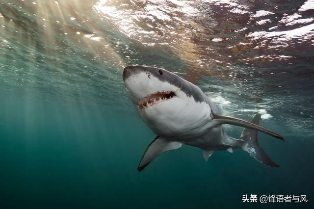 比蓝鲸大的史前生物，阿尔卑斯山发现2.05亿年前巨兽