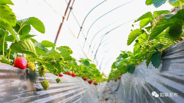 圣迹苍岩田园风光，邂逅最美下驾原