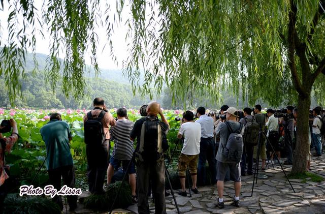 新鲜的莲子有哪些做法，这几款莲子食疗方可以常吃