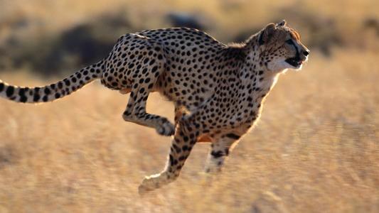 原始人进化图片，人类进化全过程证据