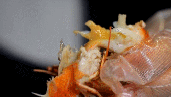 世界上最好吃的七种虾，还真是第一次见到这种操作的