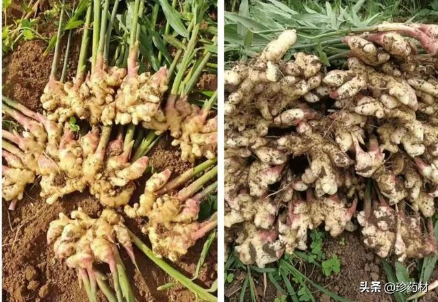 干姜的价格行情，调料类药材品种行情持续向好