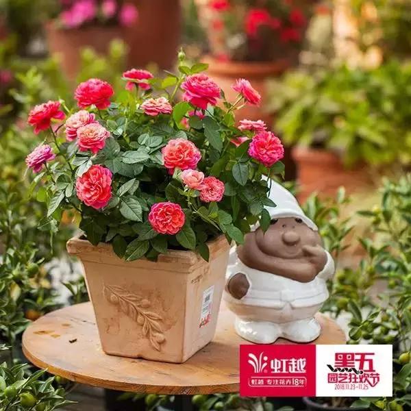 园艺批发市场，这个园艺市场本周末放大招