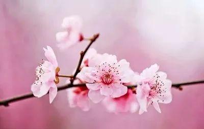 桃花的唯美的诗句，200句桃花诗词