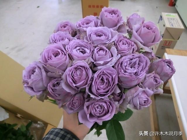 花色鲜艳又浓香的月季品种，浓香四溢的6款月季
