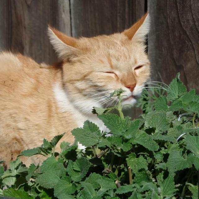 养猫家庭适合养的绿植，4种适合养猫家庭的植物