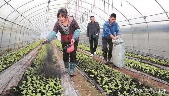 草木灰作用功效，草木灰的功效和使用