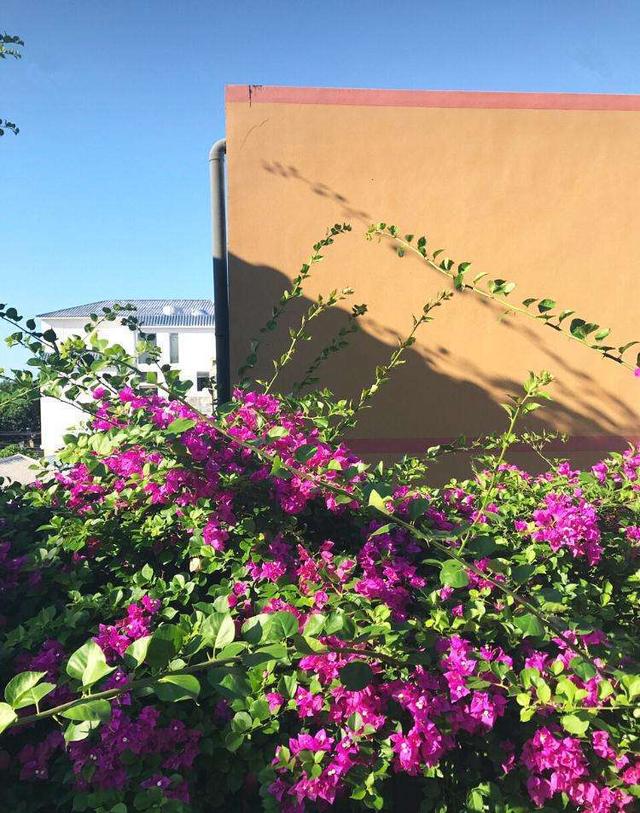 三角梅怎么修剪，三角梅开花过后如何修剪