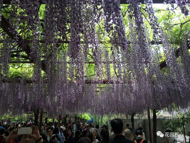 紫藤怎么养才能开花，不养一盆就太可惜了