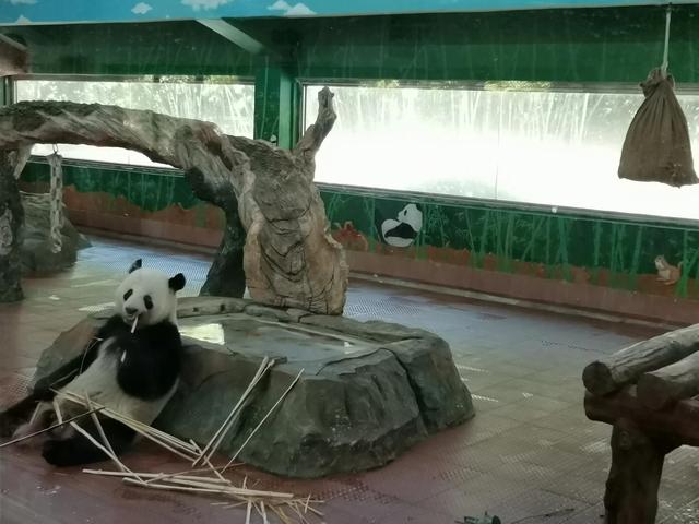 广州动物园游玩攻略，广州动物园玩转攻略（广州五一出行旅游攻略之广州动物园）