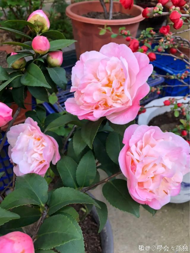 春夏秋冬四季什么花好看，这十种花几乎一年四季都开花