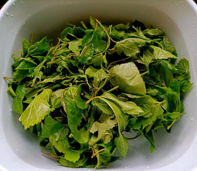 蚕宝宝除了吃桑叶还喜欢吃什么，蚕宝宝的一日三餐