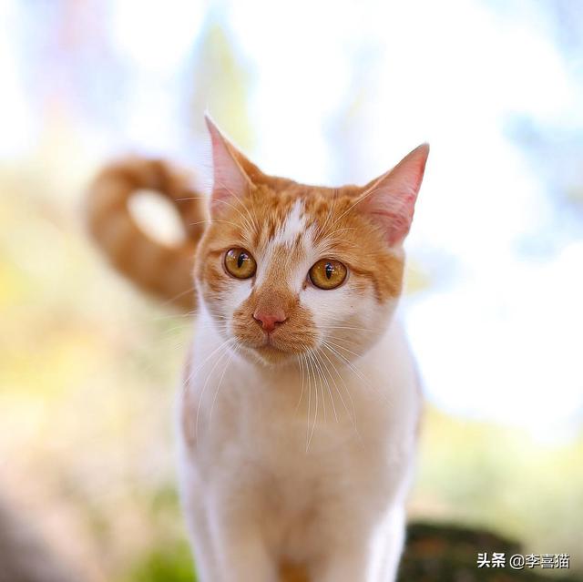 猫咪时常有要呕吐的状态如何办，猫咪出现呕吐一般有这几个原因