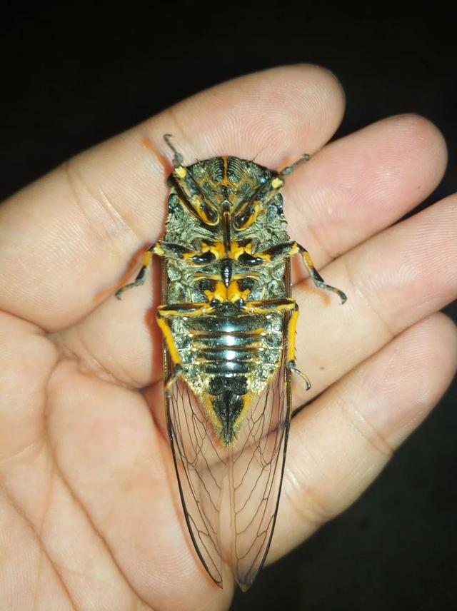 蝉一共有几种种类，青岛当地叫“截流”。主要有三种