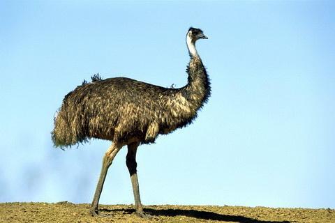 各国国鸟有哪些，世界各国国鸟大全