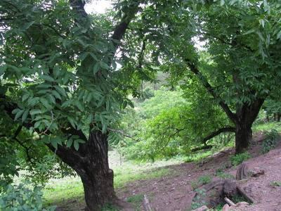 野生核桃和种植核桃有什么区别，野生核桃比家里自己种植的更有营养吗