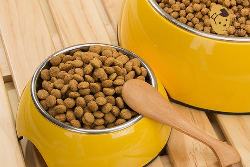 养泰迪的技巧，泰迪饲养的六个方面