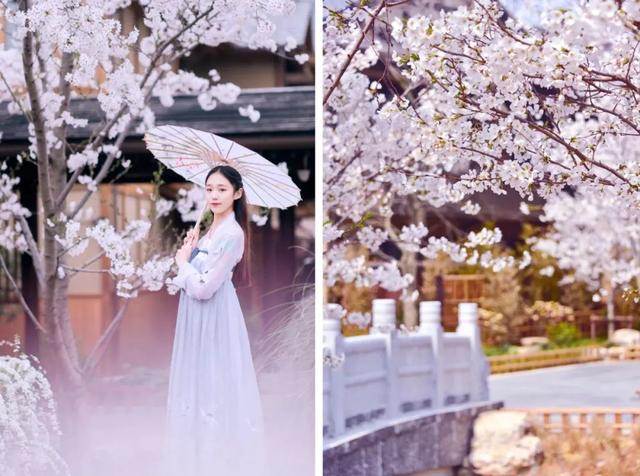 拈花湾攻略必去景点，1600亩拈花湾樱花海