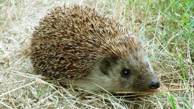 东北五仙指的啥仙，五大家仙是哪五仙