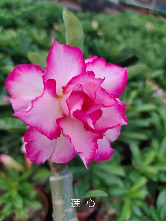 沙漠玫瑰怎么养，沙漠玫瑰的养殖方法多久能开花（真正会养的只需做5点）