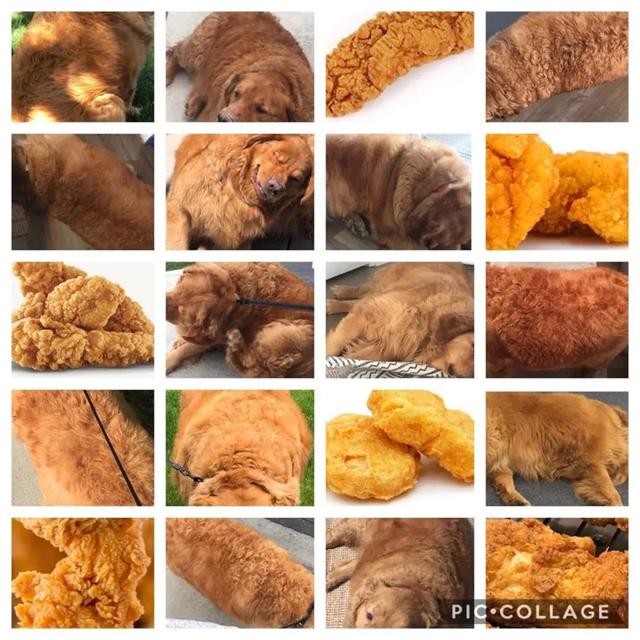 130 Catties Of Dog Fat Into Fried Chicken 60 Catties In A Year Handsome And Handsome Wu Yanzu In The Dog World Daydaynews