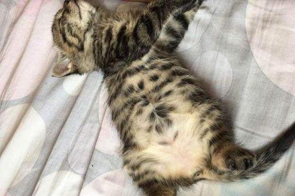 猫传腹早期症状，猫咪得传腹有什么症状（可能是得了“猫传腹”）