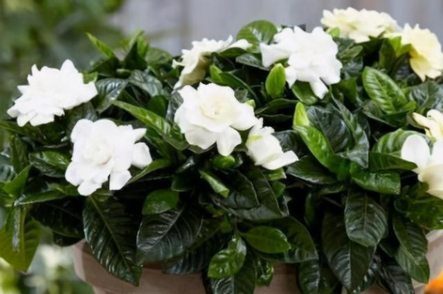 家庭盆栽杜鹃花好养吗，拿白醋养杜鹃栀子花