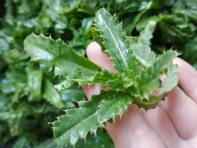 农村100种野菜图片，农村100种常见野菜（让你轻松认识各种野菜和吃法）