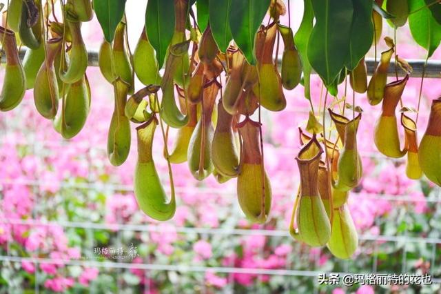 通向死亡的甜蜜诱惑，什么猪笼草是最好养（大量吸食它，可致人瘫痪、死亡）