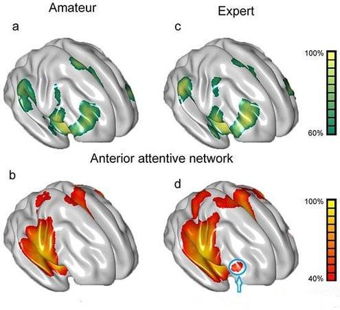 大脑结构图及功能图，你不知道的真实大脑解剖秘密