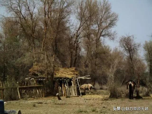 向草原奔跑揭秘蒙古族游牧文化，现已逐渐消失的走牧制度“敖特尔”