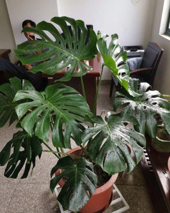 龟背竹的水养方法和注意事项，养龟背竹用对土