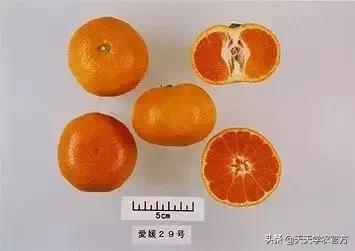 日本著名柑橘，“不知火”柑橘生理生态特性及栽培探讨