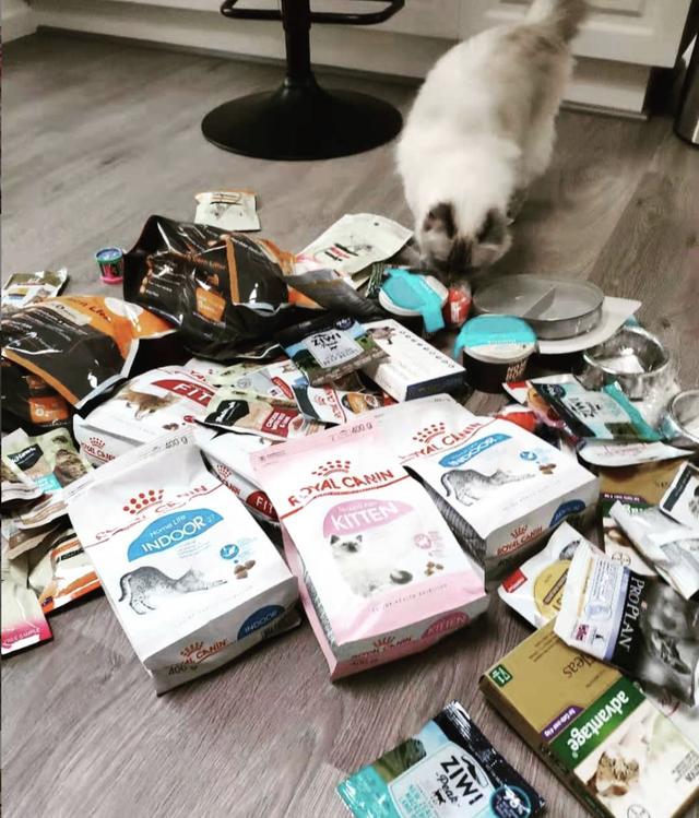 猫粮哪款最好用，十款优质猫粮推荐