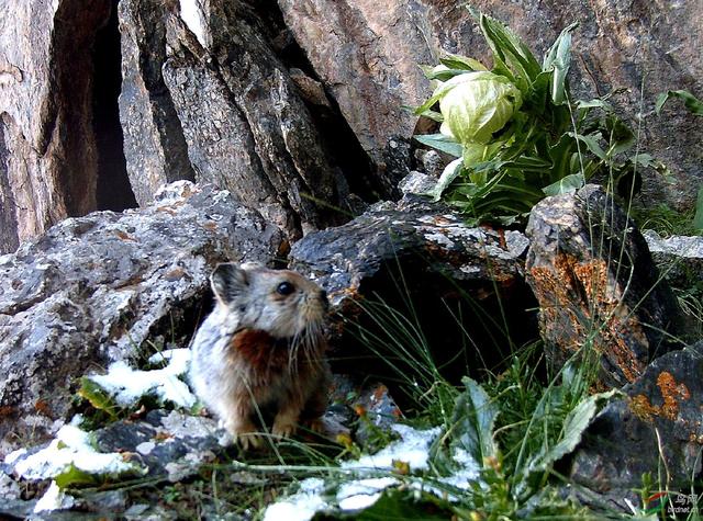 世界上真实存在的宠物小精灵，《宠物小精灵》中的5个角色在现实当中的真实原型