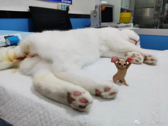 活动段子脚本，抖音百万大V的短视频运营脚本