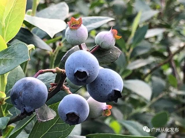 广州六一儿童节游玩推荐，儿童节溜娃不用愁