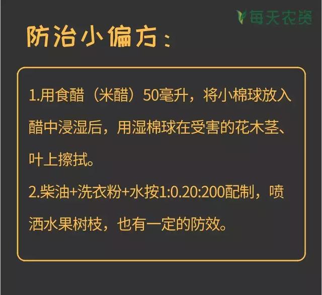 常见蚧类害虫汇总，蚧虫类虫害