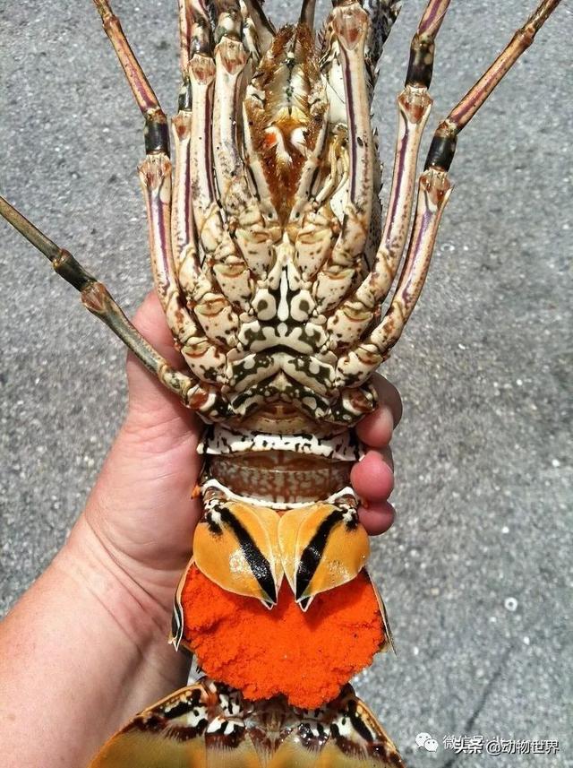 澳洲花斑龙虾，没有大螯的龙虾-眼斑龙虾