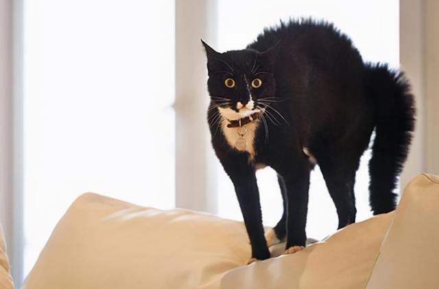 猫咪的尾巴竖起来是什么表现，猫咪像电线杆一样的尾巴可以给我们传递什么信息呢