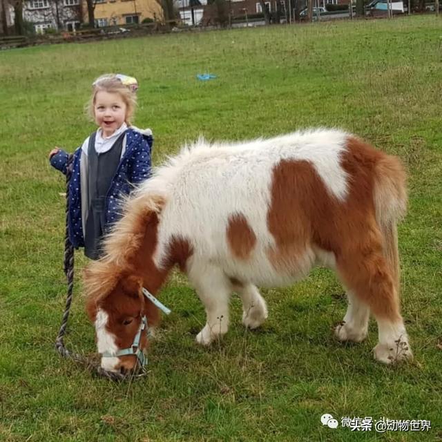 世界十大品种名马，世界上最强的五种马