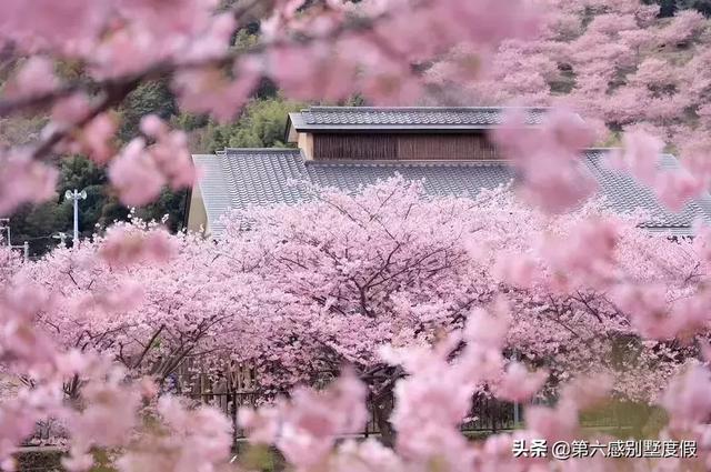 日本适合穿和服的景点，京都清水寺樱花古寺和服御守