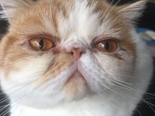 猫咪有泪痕该怎么办，猫咪泪痕严重是怎么回事