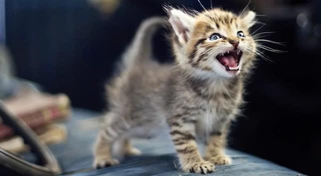 猫咪听不得的四种声音，高音调的声音竟会导致猫咪癫痫