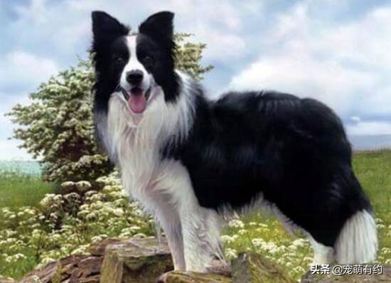 边境牧羊犬智商，边境牧羊犬聪明排名第几（都说边境牧羊犬聪明）